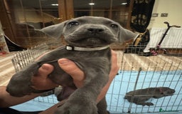Cane Corso dogs for sale: Pure Pedigree Cane Corso Puppies - Image 10