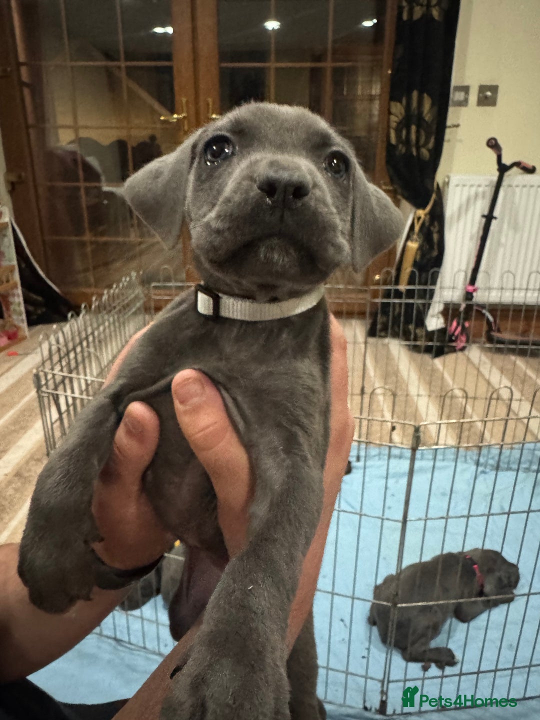 Cane Corso dogs for sale: Pure Pedigree Cane Corso Puppies - Image 10