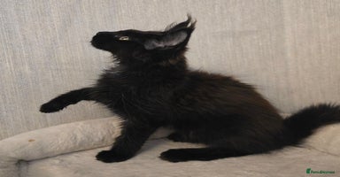 Maine Coon cats - Advert 9