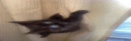 Mixed Breed cats for sale: Last kitty remaining  - Advert 17