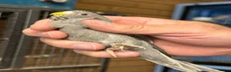 Budgerigars birds for sale: Black face black wings  in Dudley - Advert 5