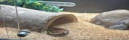Corn Snake reptiles for sale: Corn snake for sale - Advert 2