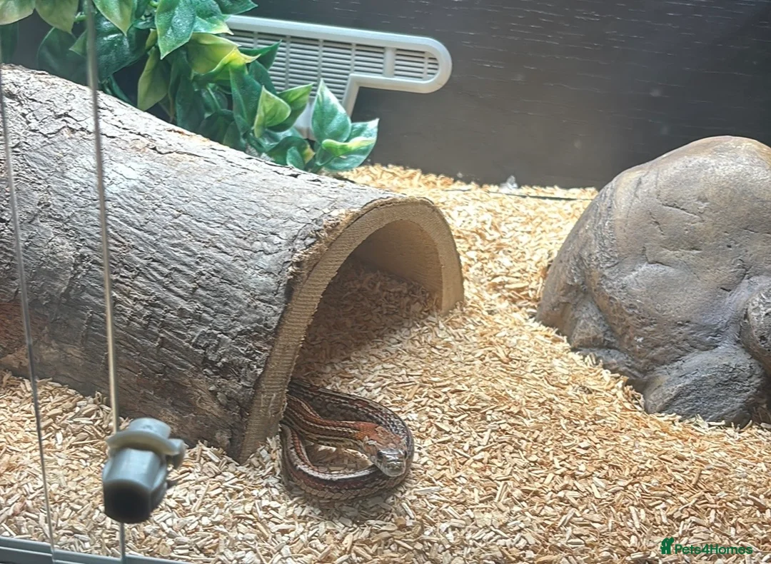 Corn Snake reptiles for sale: Corn snake for sale - Advert 2