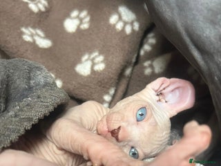 Sphynx cats - Advert 2