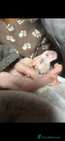 Sphynx cats - Advert 3