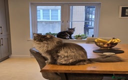 Maine Coon cats for sale: 1 mainecoon and 1 siberian/ mainecoon for sale   - Image 4