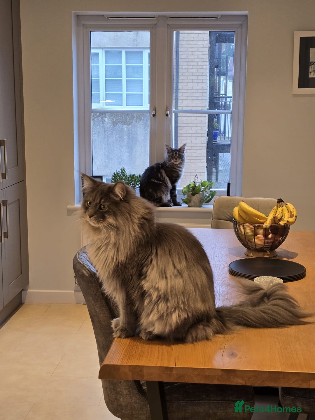 Maine Coon cats for sale: 1 mainecoon and 1 siberian/ mainecoon for sale   - Image 4