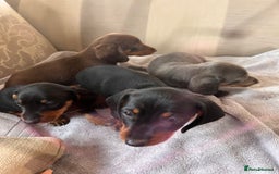 Dachshund dogs for sale: Daushund puppy’s for sale ready to leave 💝  - Image 5