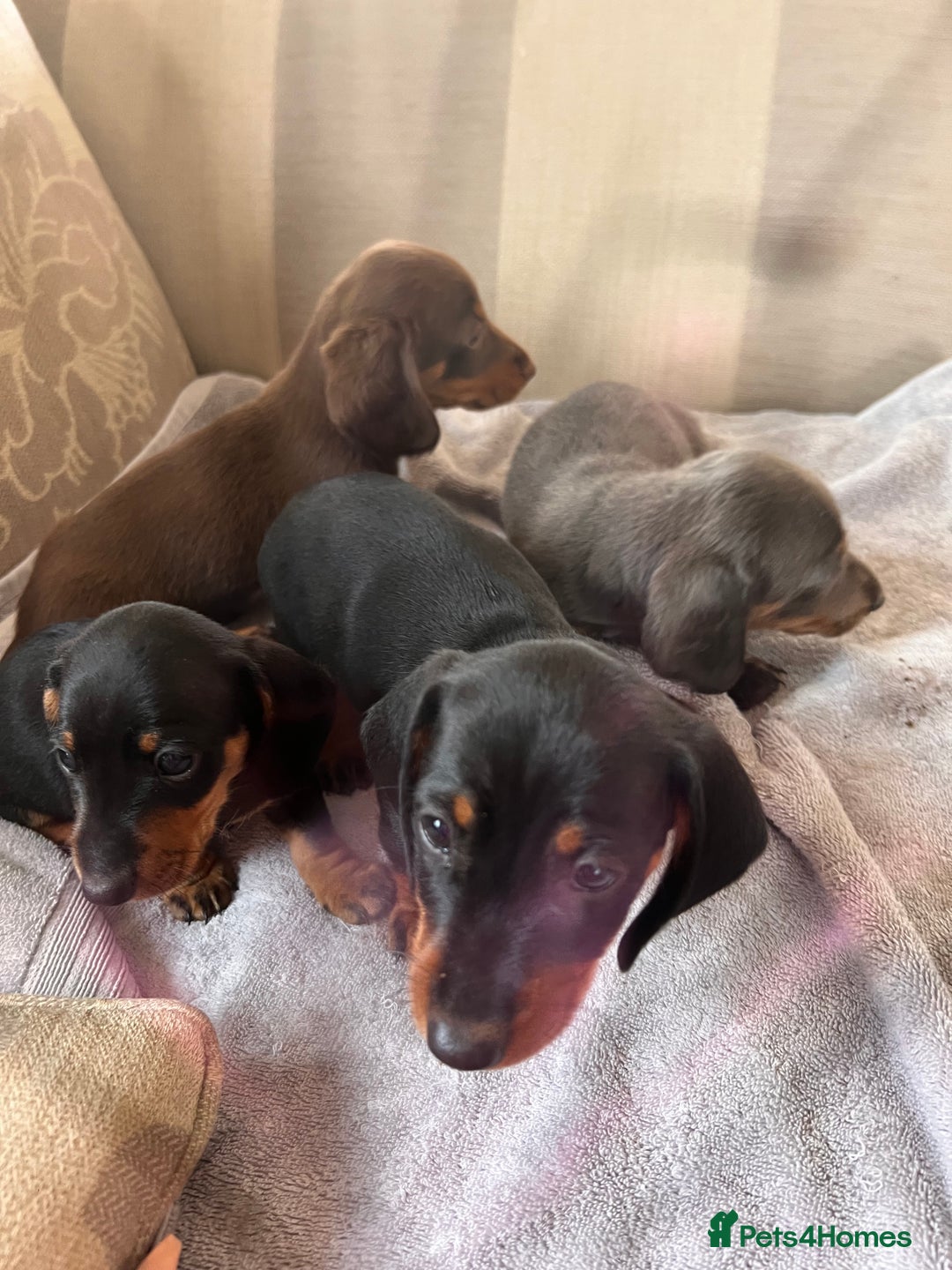 Dachshund dogs for sale: Daushund puppy’s for sale ready to leave 💝  - Image 5
