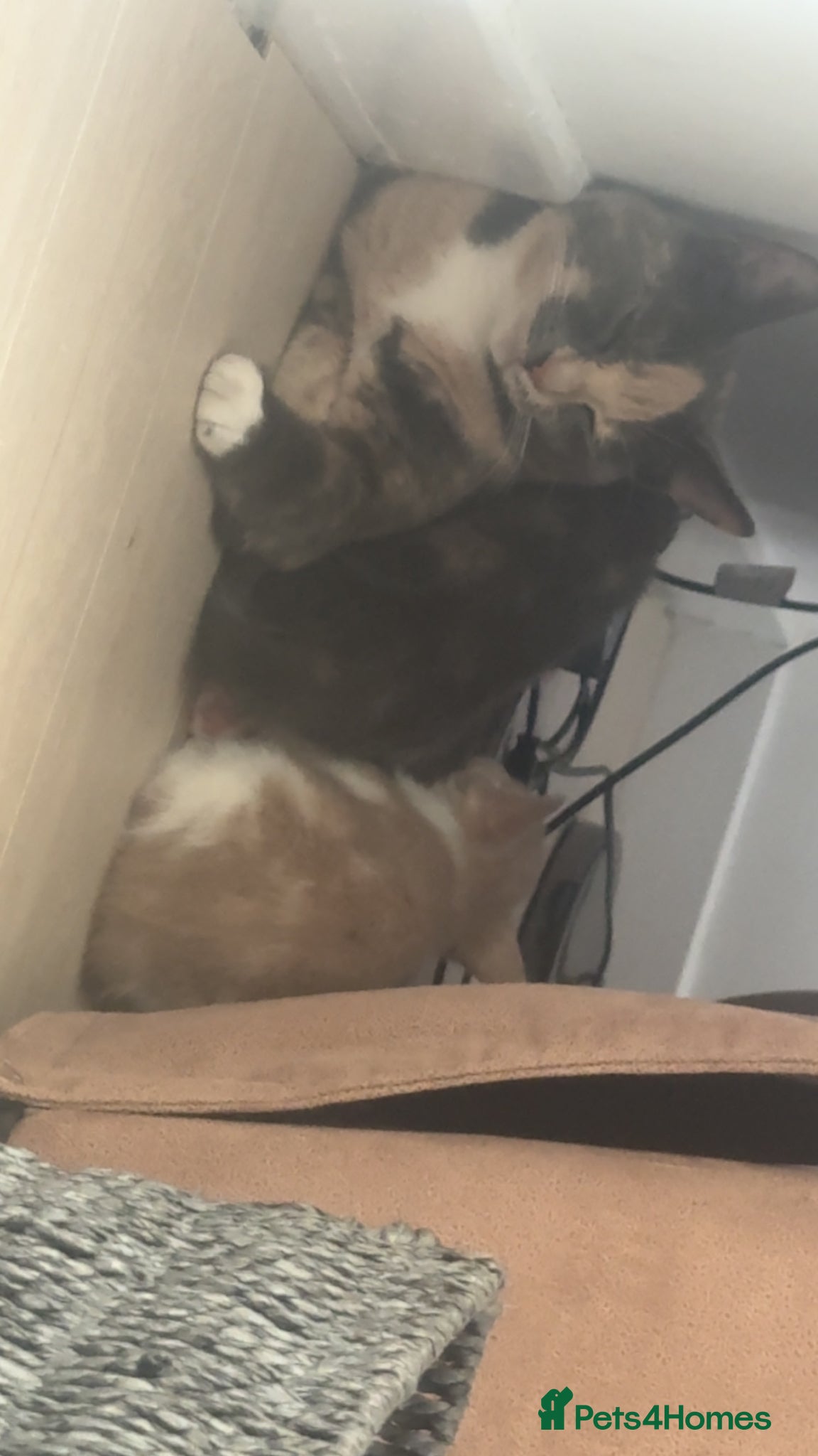 Mixed Breed cats for sale: Female 8 week old kitten  - Advert 3