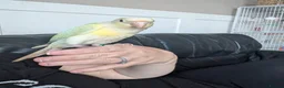 Conures birds for sale: Hand reared tame conure and kakarikis  - Advert 3