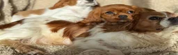 Cavalier King Charles Spaniel dogs for sale: Cavaliers  - Advert 2