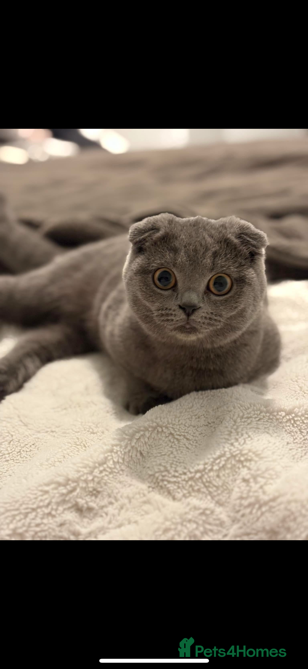 Scottish Fold cats Adorable little kittens  - Advert 8
