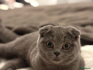 Scottish Fold cats Adorable little kittens - Advert 1