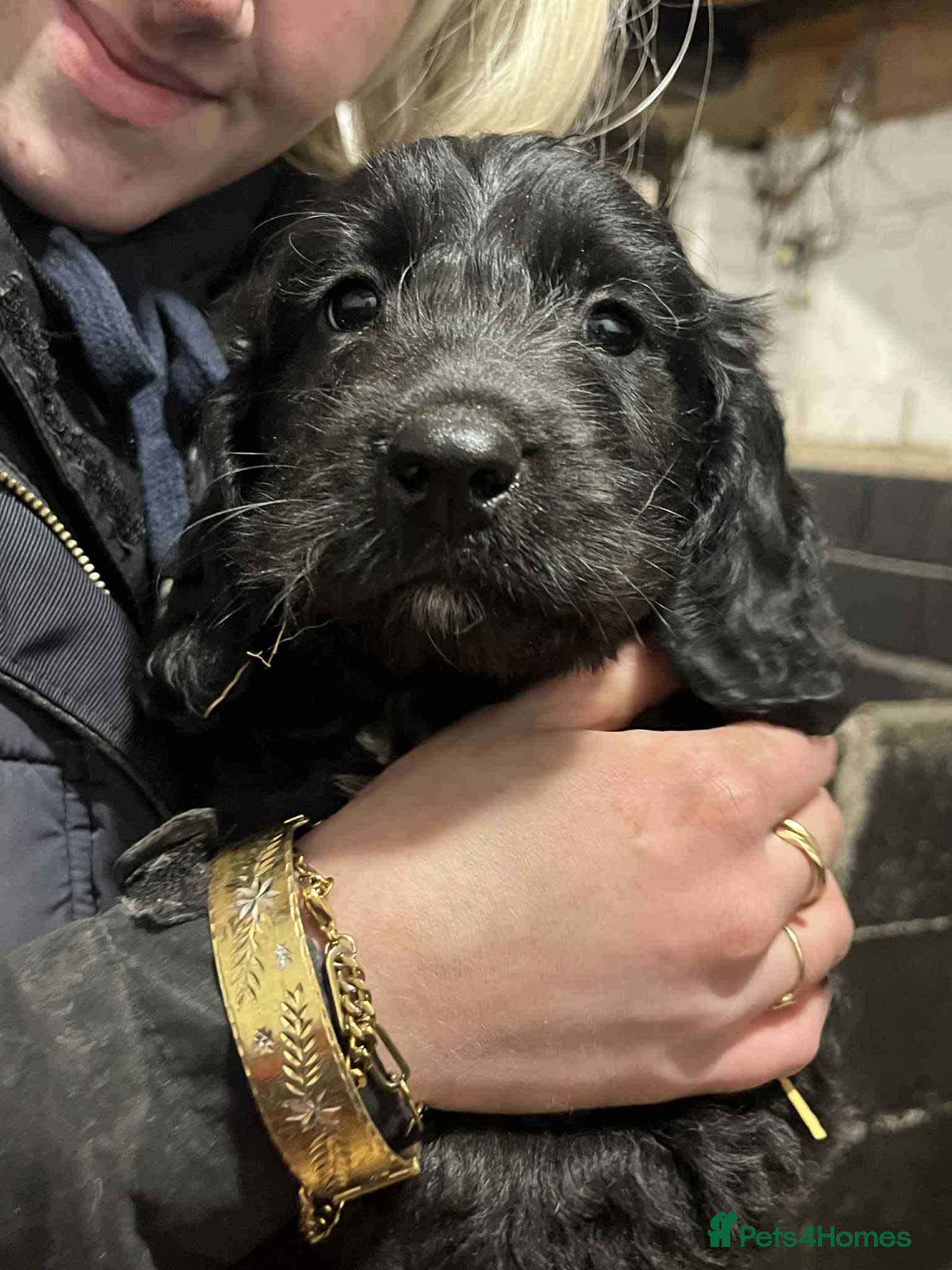 Mixed Breed dogs Sproodles / sprokapoo - Advert 18