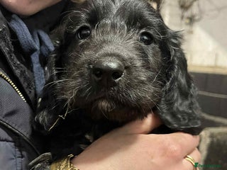 Mixed Breed dogs Sproodles / sprokapoo - Advert 1