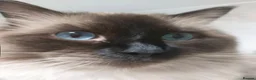 Ragdoll cats for sale: BSH Ragdoll mix - Advert 9