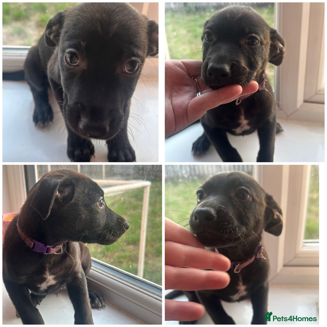 Mixed Breed dogs for sale: Staffy x Belgian Malinos  - Image 32