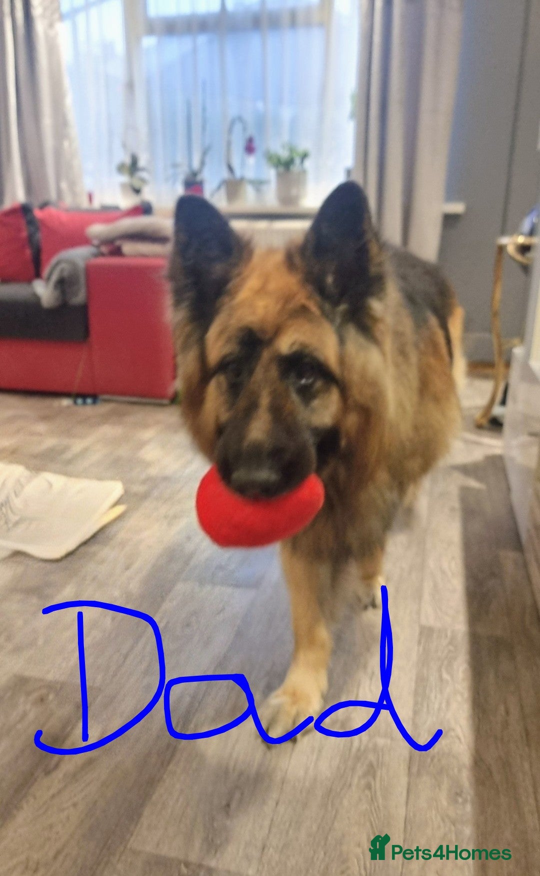 Mixed Breed dogs for sale: MixedBreed Mum Bullboxer Dad-King German Shepherd  - Advert 2