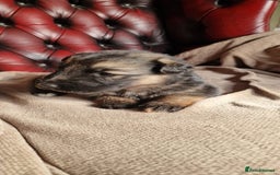 German Shepherd dogs for sale: Long-Haired Straight Back German Shepherd Puppies - Image 22