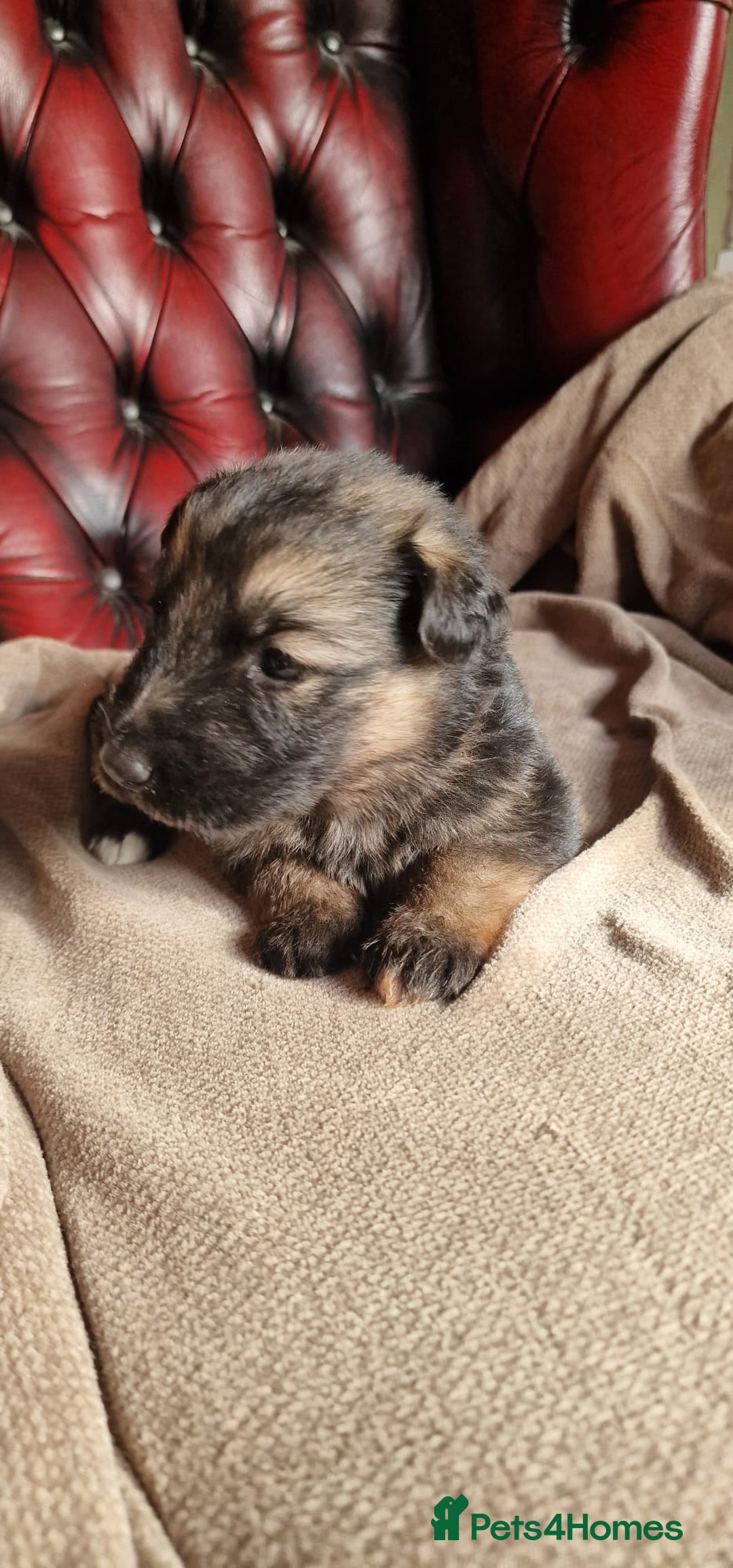 German Shepherd dogs for sale: Long-Haired Straight Back German Shepherd Puppies - Image 22