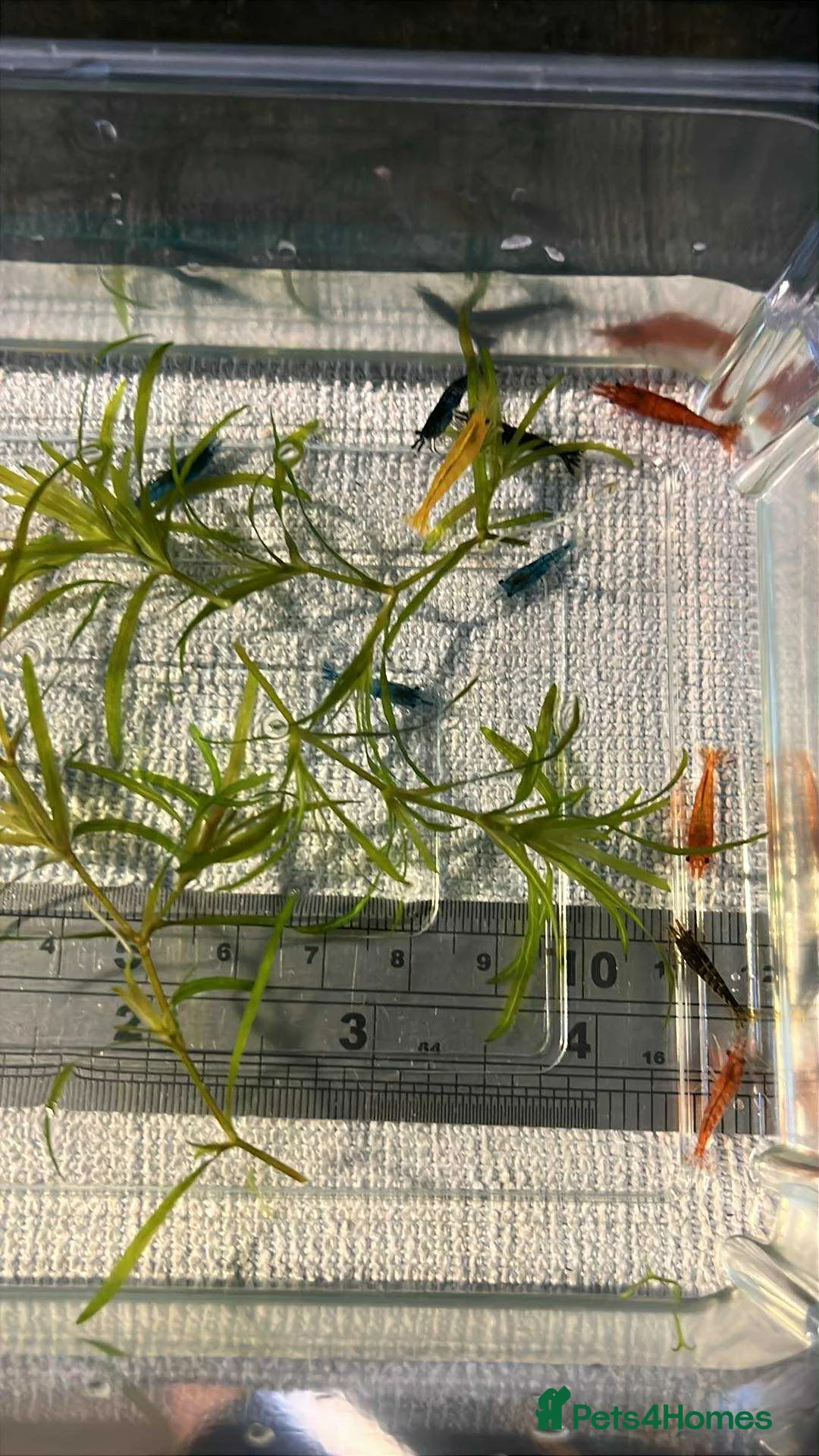 Mixed Breed invertebrates for sale: Freshwater shrimp in Croydon. - Advert 2