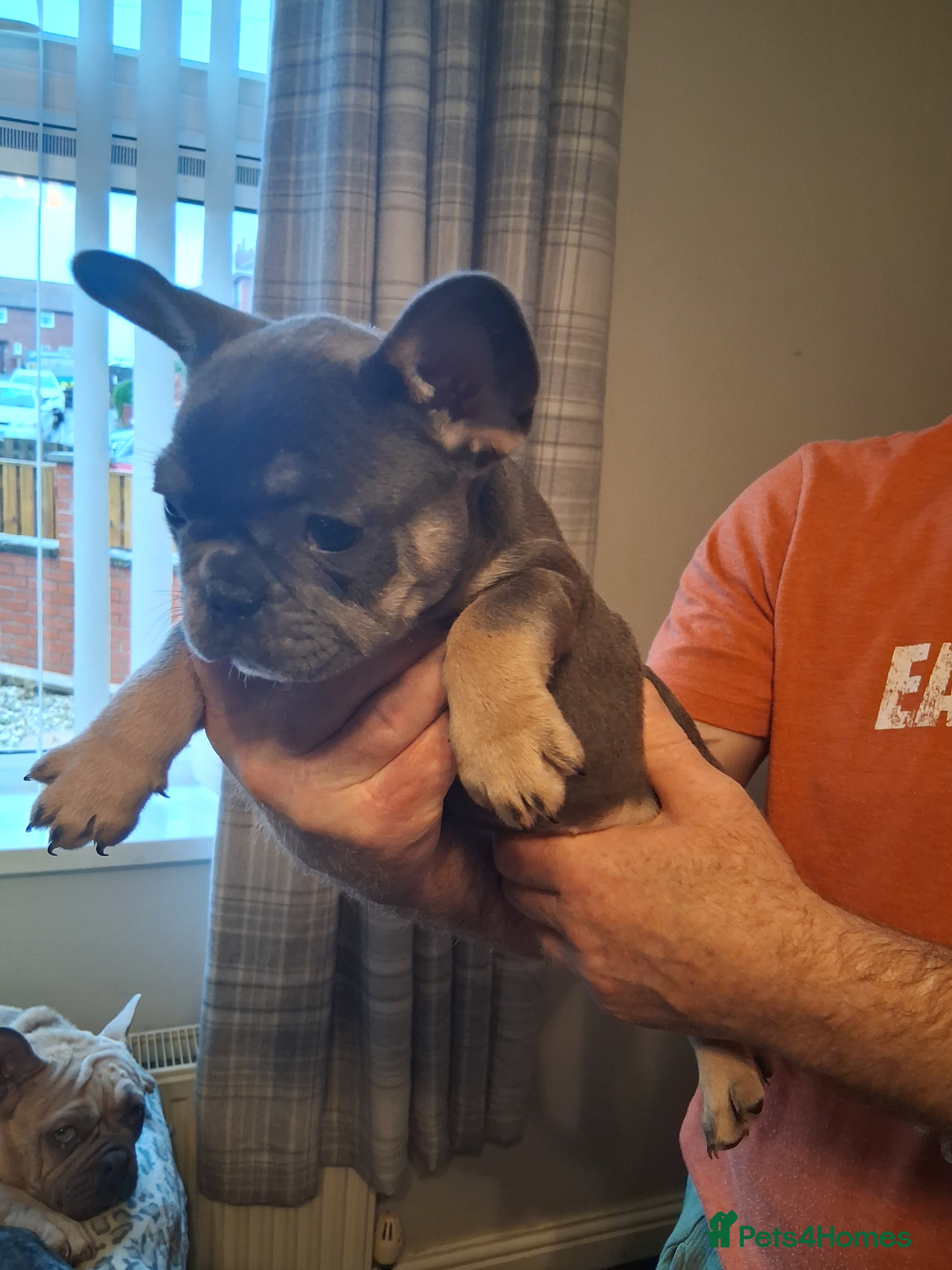 French Bulldog dogs French bulldogs - Advert 9