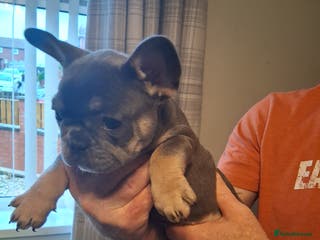 French Bulldog dogs French bulldogs - Advert 7