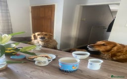 Golden Retriever dogs for sale: **True Gold** Pure Golden Retriever Puppies - Image 10
