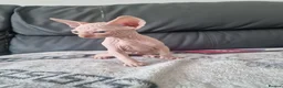 Sphynx cats for sale: Canadian Sphynx Kittens Looking for Loving Homes  - Advert 8