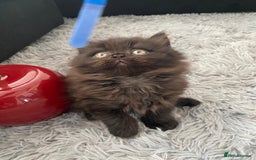 British Shorthair cats for sale: Beautiful British Short Hair Kittens in Coventry - Image 6