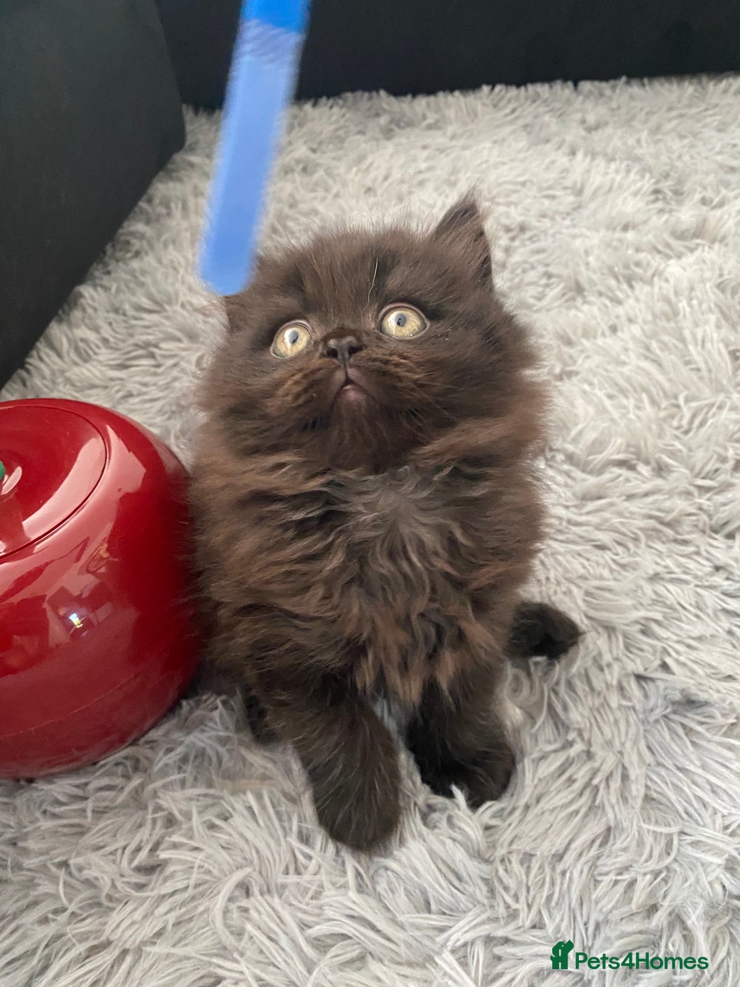 British Shorthair cats for sale: Beautiful British Short Hair Kittens in Coventry - Image 6