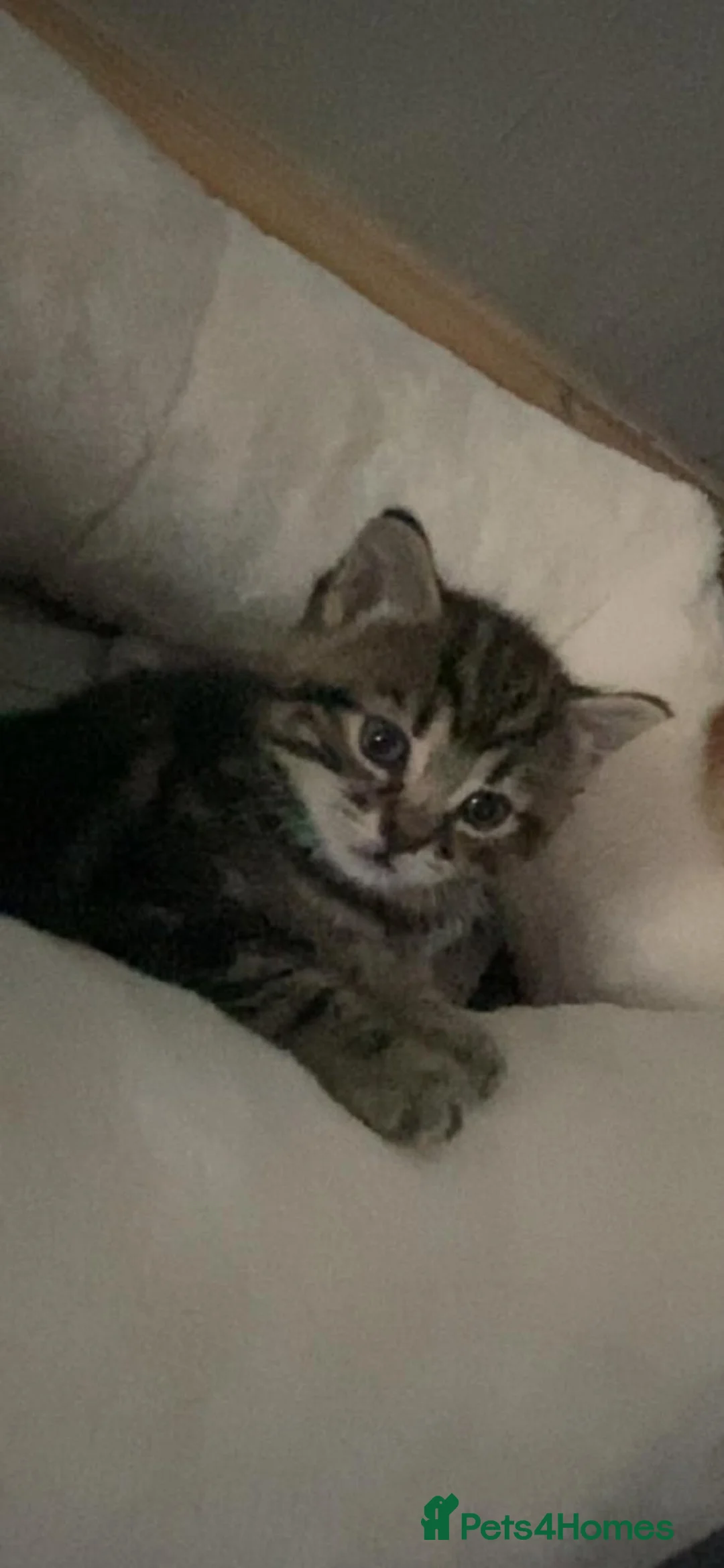 Mixed Breed cats for sale: Male boy - Advert 3
