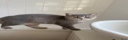 British Shorthair cats for sale: 🐾 British Shorthair × British Longhair Kittens 🐾 - Advert 9