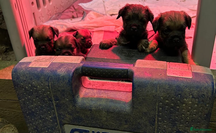 Border Terrier dogs - Advert 3