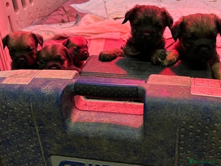 Border Terrier dogs - Advert 2