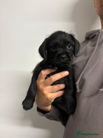 Mixed Breed dogs - Advert 6