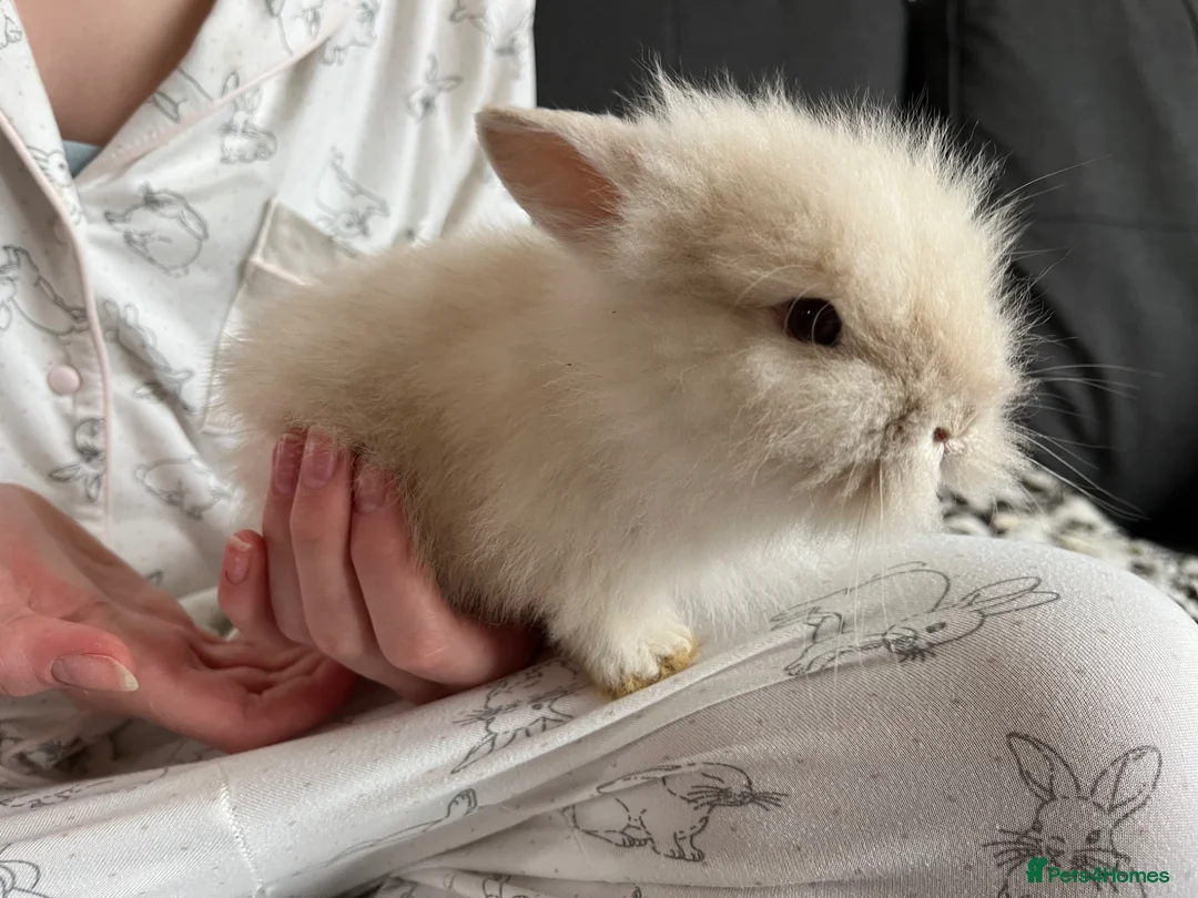 Lionhead rabbits for sale: Double Main Lionhead GIRLS 💕 - Advert 2