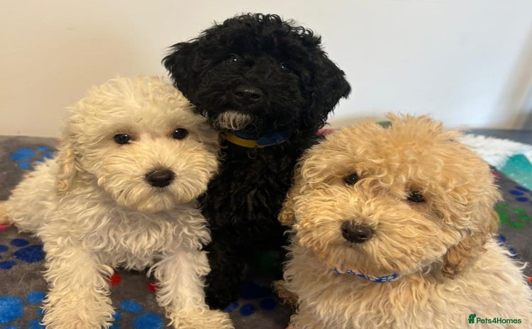 Cavapoo dogs - Advert 6