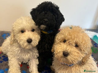 Cavapoo dogs - Advert 9