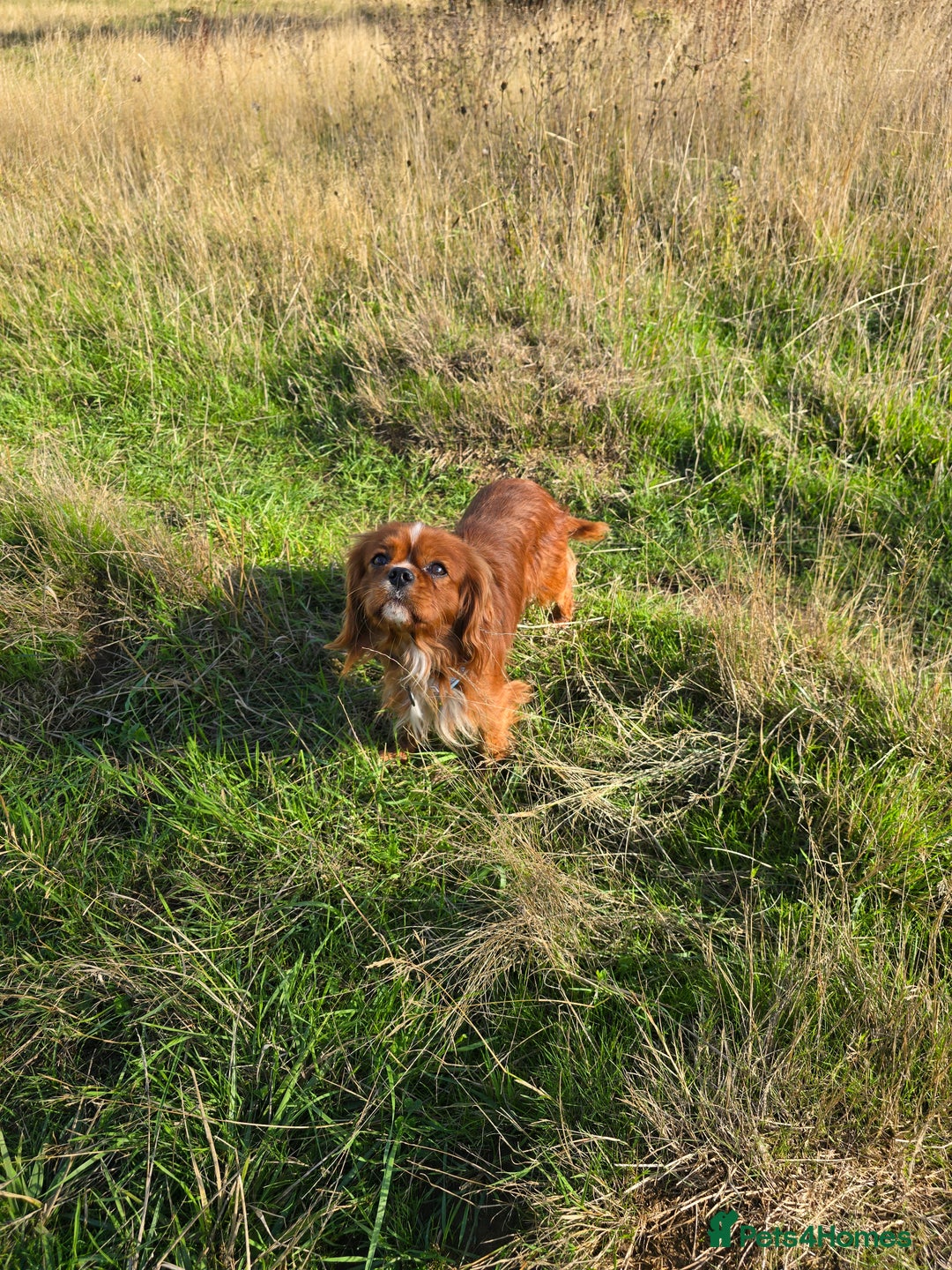 Cavalier King Charles Spaniel dogs for stud: Ruby Cavalier available for Stud - Advert 2