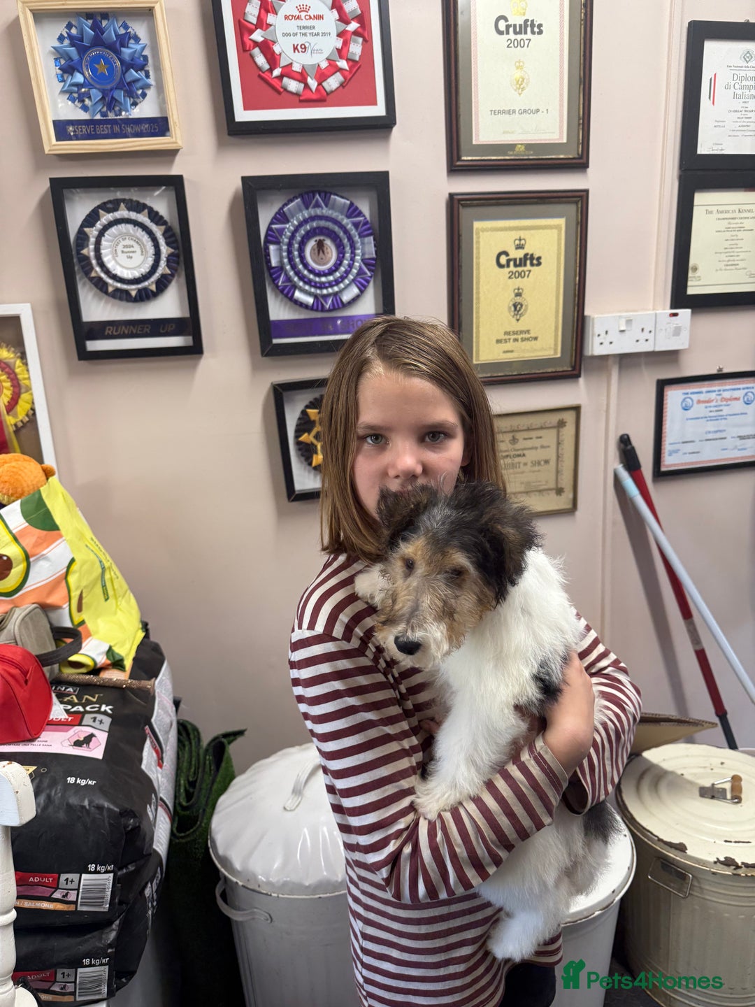 Fox Terrier dogs for sale: Wire Fox Terrier Puppies - Image 3