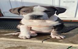 Mixed Breed dogs for sale: NORTH AMERICAN MASTIFF - Image 1
