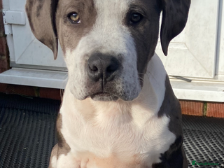 Mixed Breed dogs - Advert 13