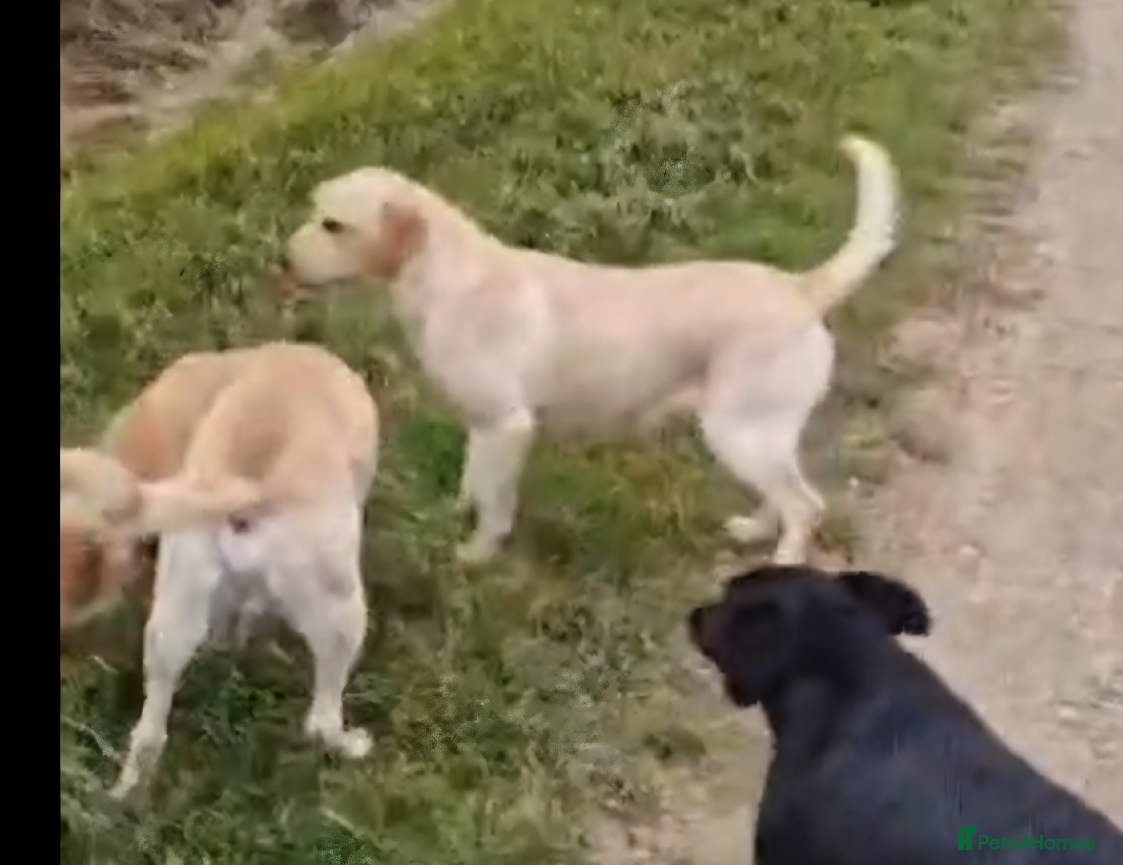 Labrador Retriever dogs Black Labradors puppies For Sale - Advert 5