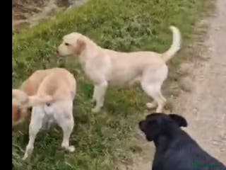 Labrador Retriever dogs Black Labradors puppies For Sale - Advert 13