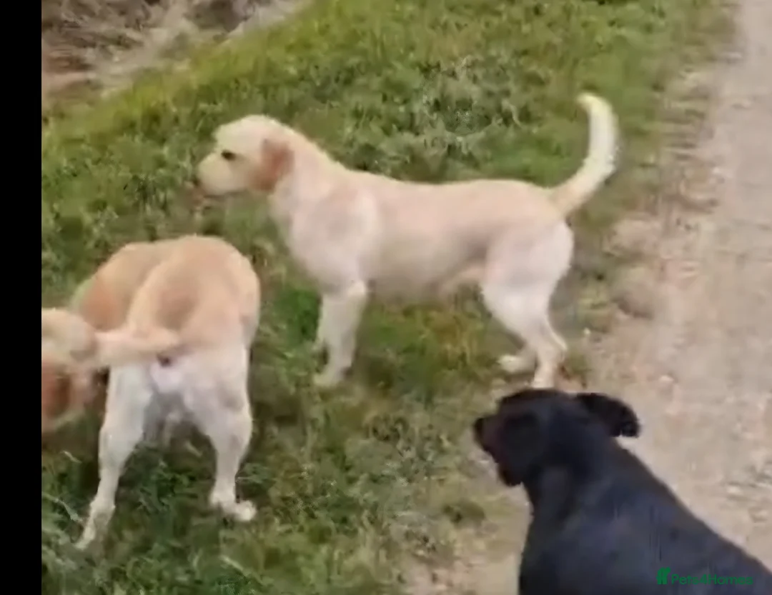 Labrador Retriever dogs for sale: Black Labradors puppies For Sale - Advert 1