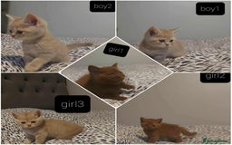 British Shorthair cats for sale: British shorthair kittens and scotish fold  - Image 3
