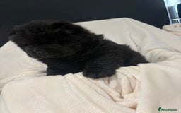 Chow Chow dogs for sale: BLACK GIRL CHOW CHOW - READY NOW!!! - Image 15