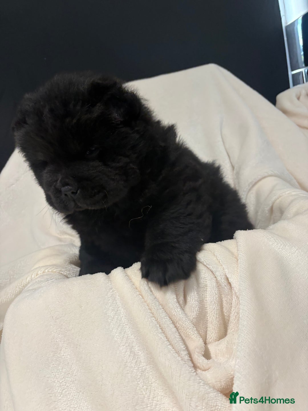 Chow Chow dogs for sale: BLACK GIRL CHOW CHOW - READY NOW!!! - Image 15